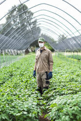 Landwirt mit Schutzmaske im Gewächshaus mit Zucchinipflanzen - MCVF00404