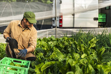 Landwirt erntet Bio-Saison-Salat aus dem Gewächshaus - MCVF00406
