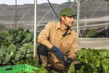 Farmer harvesting organic seasonal salad grown in greenhouse - MCVF00407
