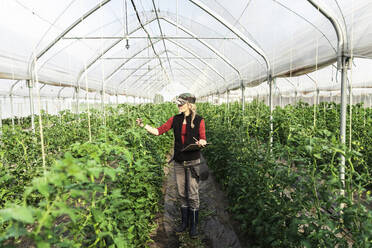 Eine Landarbeiterin kontrolliert das Wachstum von Bio-Tomaten in einem Gewächshaus - MCVF00409
