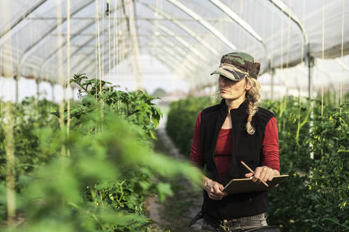 Eine Landarbeiterin kontrolliert das Wachstum von Bio-Tomaten in einem Gewächshaus - MCVF00410