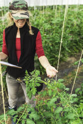 Eine Landarbeiterin kontrolliert das Wachstum von Bio-Tomaten in einem Gewächshaus - MCVF00411