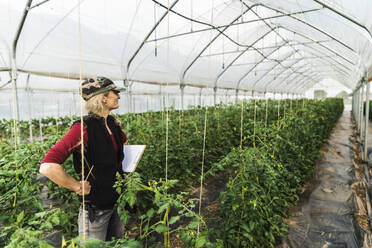 Female farm worker woman checking the growth of organic tomatoes in a greenhouse - MCVF00412