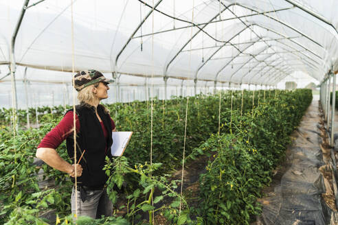 Eine Landarbeiterin kontrolliert das Wachstum von Bio-Tomaten in einem Gewächshaus - MCVF00412