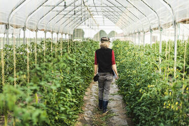 Eine Landarbeiterin kontrolliert das Wachstum von Bio-Tomaten in einem Gewächshaus - MCVF00413