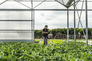 Farm worker woman checking the growth of organic melon seedlings in greenhouse - MCVF00414