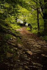 Italy, Province of Verona, Verona, Forest footpath in Lessinia Regional Nature Park - GIOF08214