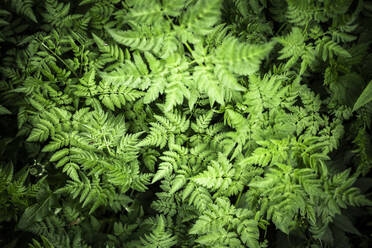 Italy, Close-up of green growing ferns - GIOF08217