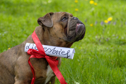 Porträt einer Englischen Bulldogge, die ein Band mit angehängtem Liebesbrief trägt - LBF03069