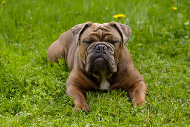 Porträt einer Englischen Bulldogge, die im Gras ruht - LBF03071