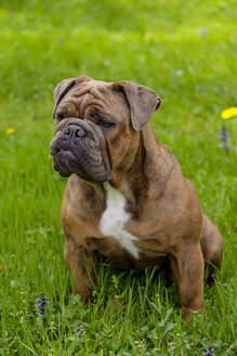 Porträt einer Englischen Bulldogge im Gras sitzend - LBF03072