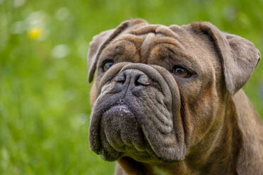 Porträt einer wegschauenden Englischen Bulldogge - LBF03073