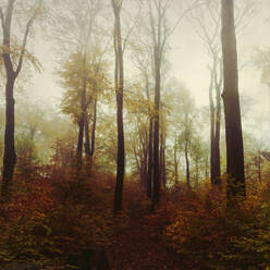 Germany, North Rhine-Westphalia, Wuppertal, Misty autumn forest - DWIF01081