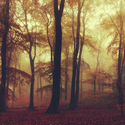 Germany, North Rhine-Westphalia, Wuppertal, Misty autumn forest - DWIF01091