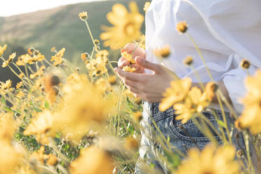 Womans hands holding yellow flower in field in afternoon light - CAVF83248