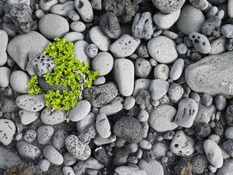 Grüne Pflanze auf abgerundeten Kieselsteinen an einem Strand in Island - CAVF83382