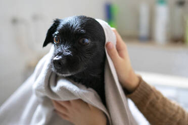 Frau trocknet einen schwarzen Hund mit einem Handtuch. - CAVF83446