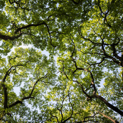 Green forest canopy stock photo