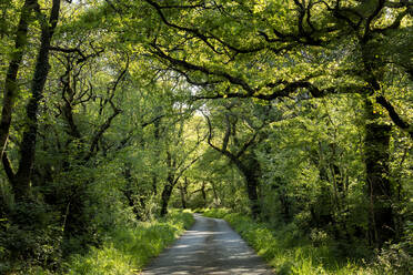 UK, Wales, Cresselly, Empty footpath in green lush forest - ALRF01757