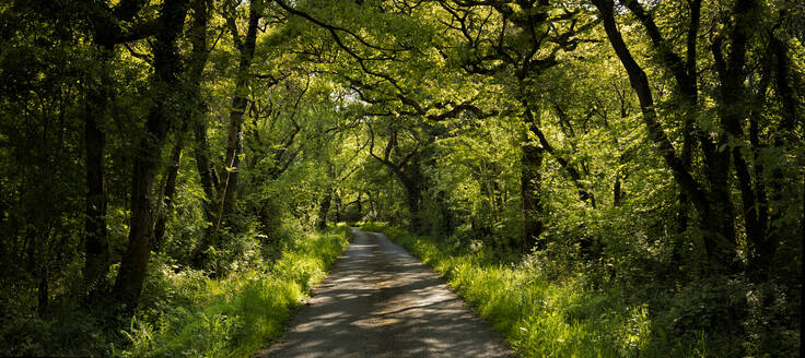 UK, Wales, Cresselly, Leerer Fußweg im grünen, üppigen Wald - ALRF01758
