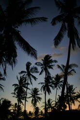 Silhouette Palmen gegen den Himmel bei Sonnenuntergang - VEGF02334