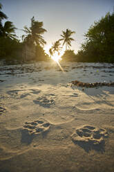 Pfotenabdrücke auf Sand gegen Palmen am Strand bei Sonnenuntergang - VEGF02335