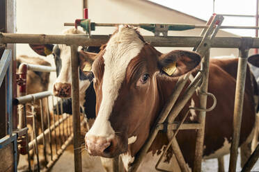 Rinder im Stall stehend - ZEDF03373