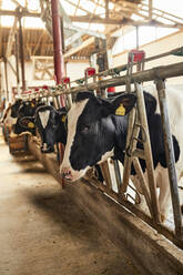 Aufgereihte Kühe in einem Milchviehbetrieb - ZEDF03376