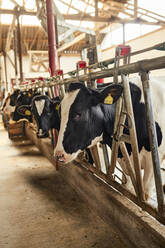 Cows standing in row at dairy farm - ZEDF03376