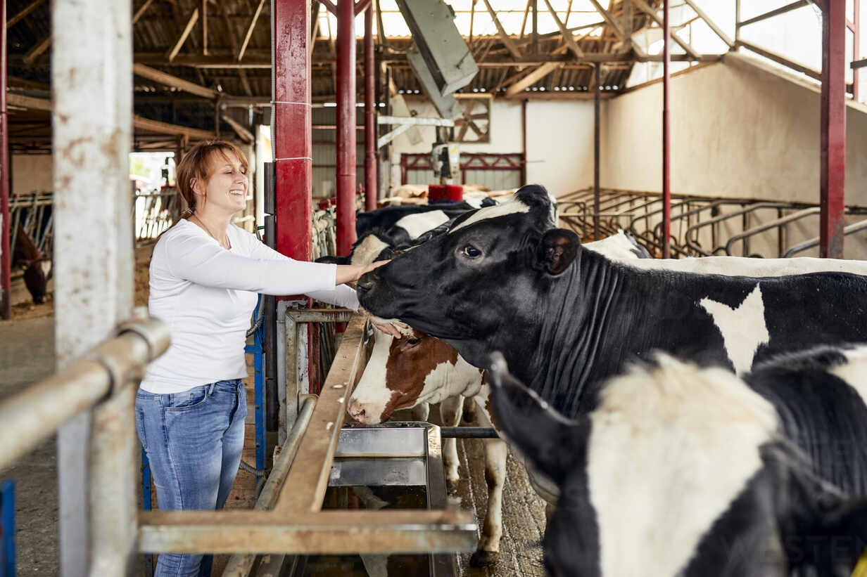 Lächelnde Mittelgroße Erwachsene Frau Streichelt Kuh Im Stall Stehend Lizenzfreies Stockfoto 5682