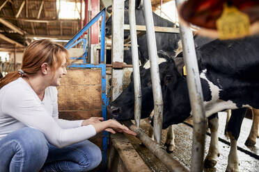 Smiling woman feeding cows with hands while crouching in barn - ZEDF03378