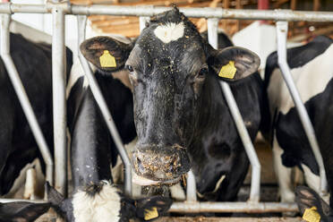 Nahaufnahme einer schwarzen Kuh im Stall eines Milchviehbetriebs - ZEDF03380
