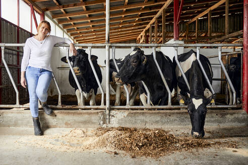 Bäuerin steht bei Kühen, die in einem Milchviehbetrieb Heu fressen - ZEDF03382