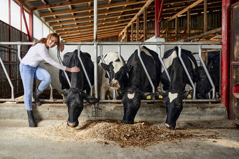 Smiling female farmer stroking cattle eating hay in dairy farm - ZEDF03383