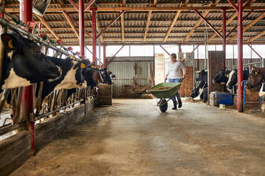 Female farmer carrying hay in wheelbarrow at dairy farm - ZEDF03384