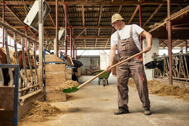 Männlicher Landwirt füttert Kühe mit einer Schaufel in einem Milchviehbetrieb mit Heu - ZEDF03385