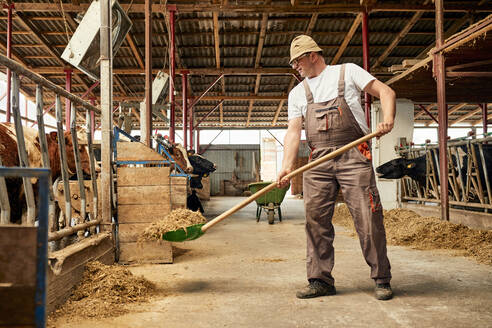 Male farmer feeding hay to cows with shovel in dairy farm - ZEDF03385