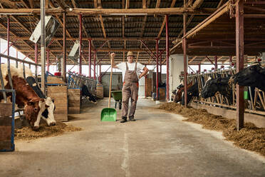Männlicher Landwirt hält eine Schaufel, während er in einem Milchviehbetrieb steht - ZEDF03386