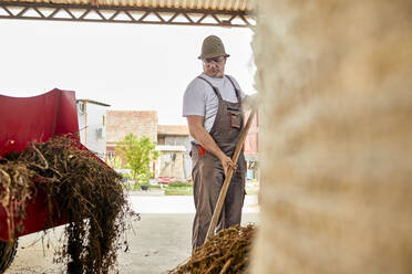 Älterer Mann, der auf einem Milchviehbetrieb Heu in landwirtschaftliche Maschinen einlegt - ZEDF03389