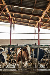 Cattle standing in pen at barn - ZEDF03391