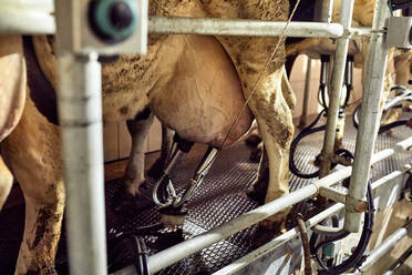 Close-up of cow with milking machine in dairy farm - ZEDF03395