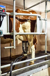 Cattle with milking machine standing in dairy farm - ZEDF03396