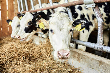 Cattle eating hay in dairy farm - ZEDF03397