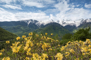 Georgien, Gelbe Wildblumen blühen im Großraum Kaukasus - WVF01681