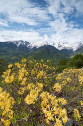 Georgien, Gelbe Wildblumen blühen im Großraum Kaukasus - WVF01682