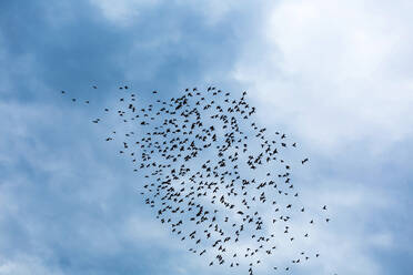 Georgia, Low angle view of flock of birds flying against sky - WVF01690