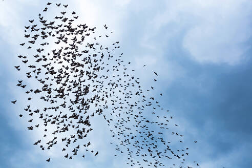Georgien, Niedriger Blickwinkel auf einen Vogelschwarm, der gegen den Himmel fliegt - WVF01691