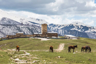 Georgien, Swanetien, Ushguli, Weidende Pferde vor einem mittelalterlichen Dorf - WVF01721