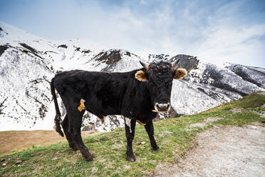 Georgien, Swanetien, Ushguli, Porträt einer schwarzen Kuh am Rande einer Bergweide - WVF01745