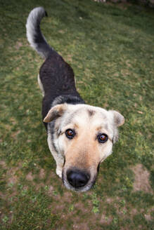 Porträt eines braunen Hundes, der in die Kamera blickt - WVF01752